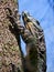 Goanna climbing a tree