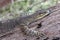 Goanna climbing tree