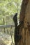 A goanna climbing a tree trunk.