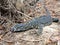 Goanna on forest floor Australian wildlife