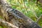 Goanna lizard in Australia in the summer