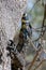 Goanna lizard climbing a tree