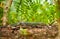 Goanna lizard in undergrowth