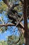 Goanna up a tree