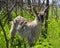 Goat animals agriculture
