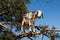 Goat in Argan Argania spinosa tree, Morocco