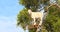 Goat on the argan tree, Morocco
