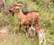 Goat with babies