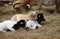 Goat babies on dry straw