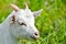 Goat baby on the grass close up portrait