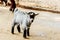 Goat baby in the stall farm thailand.