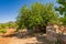 Goat barn behind the finca