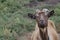 Goat with a beard and long horns, portrait photo, a text box.