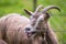 Goat behind a fence on a farm