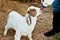 goat being bottle fed