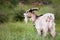 Goat with bell eating grass