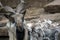 Goat with big hornes, grey stones background.