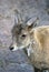 Goat with big hornes portrait at grey stone background.