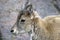 Goat with big hornes portrait at grey stone background.