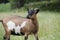 A goat with a black face and a brown and white body, Mellid, Galicia