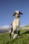 Goat with branch in its mouth in Grazalema, Cadiz. Spain