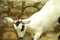 Goat breeding farm. Portrait of white and black goat.White domestick goat