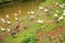 Goat breeding farm. Portrait of white and black goat.White domestick goat