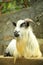 Goat breeding farm. Portrait of white and black goat.White domestick goat