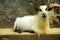 Goat breeding farm. Portrait of white and black goat.White domestick goat