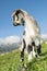 Goat breeding in the mountain of Grazalema in Cadiz. Spain