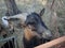 Goat with brown fur and horns and metal fence