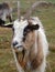 Goat buck of Dutch Landrace