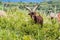 Goat in bush, France