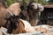 Goat and camel. Exotic animal park in Dundaga