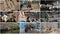 Goat, camel, flamingo, sheep, parrot and bison video collage of nine videos