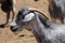 Goat on Canary Island Fuerteventura