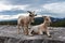 Goat in the Canyon of Ardeche in France