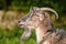 Goat, capra, profile portrait