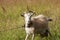 Goat on chain grazes on meadow