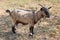 Goat on a chain grazing in a clearing, close-up