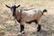 Goat on a chain grazing in a clearing, close-up