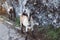 Goat in a chamber on background landscape Ð°lpine mountain in nature country, flock wool kid, animal villag