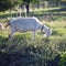 Goat chewing a grass on a farmyard