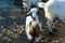 Goat close-up in farmyard