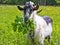 Goat common Cloven-hoofed ruminants.