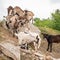 Goat cubs playing on the rocks