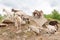 Goat cubs playing on the rocks