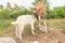 Goat cubs playing on the rocks