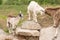 Goat cubs playing on the rocks