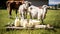 Goat dairy products on a farm background. Generative AI,